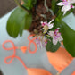 Biquini Fiorella Geovanella Eden Orange