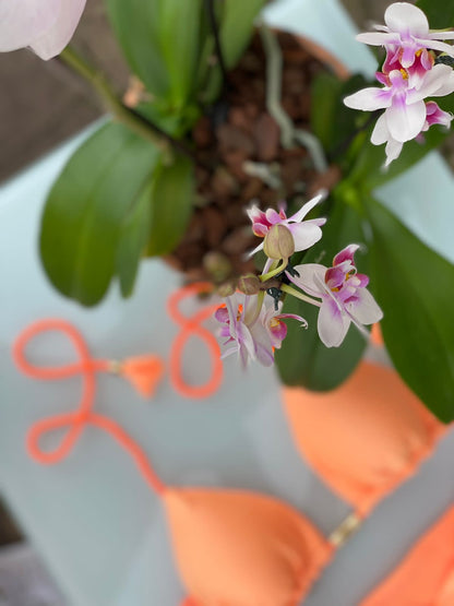 Biquini Fiorella Geovanella Eden Orange