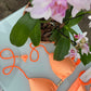 Biquini Fiorella Geovanella Eden Orange